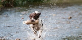 Grünlippmuschel für Hunde Preisvergleich