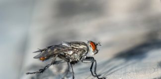 Fliegenplage in der Wohnung